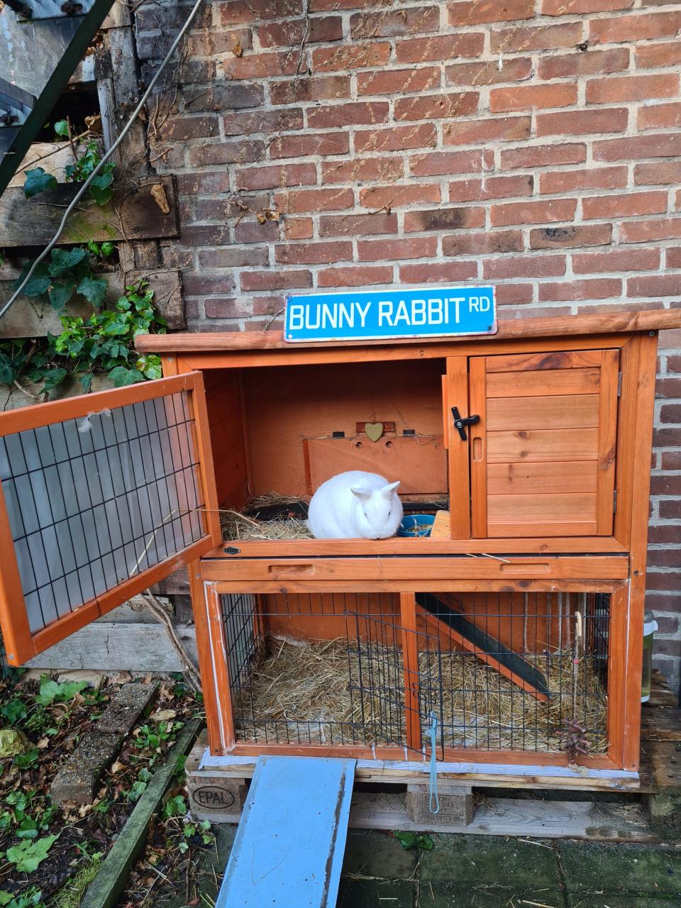 Konijn gratis af te halen