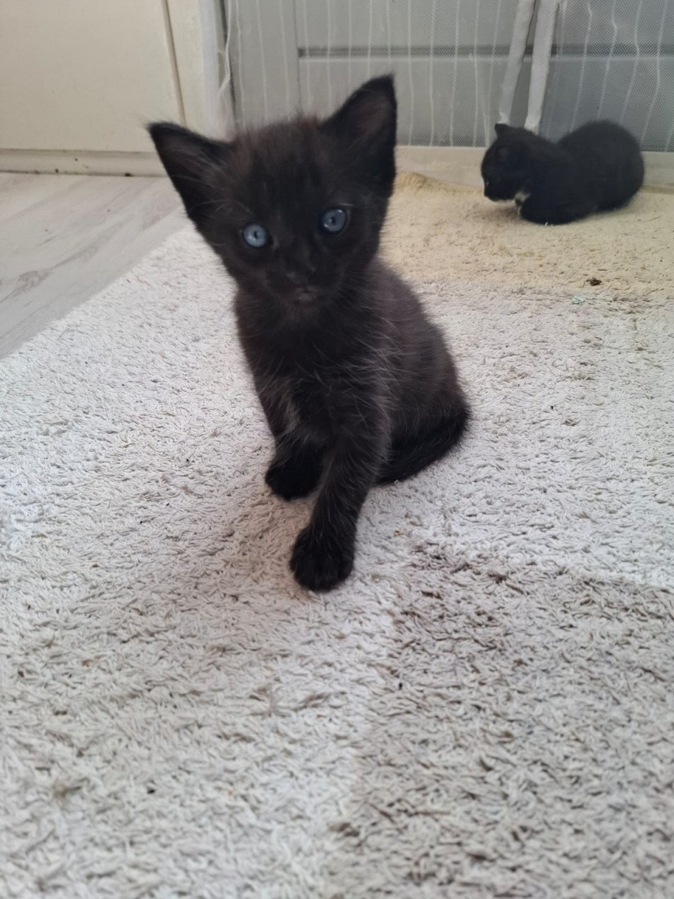 Kittens