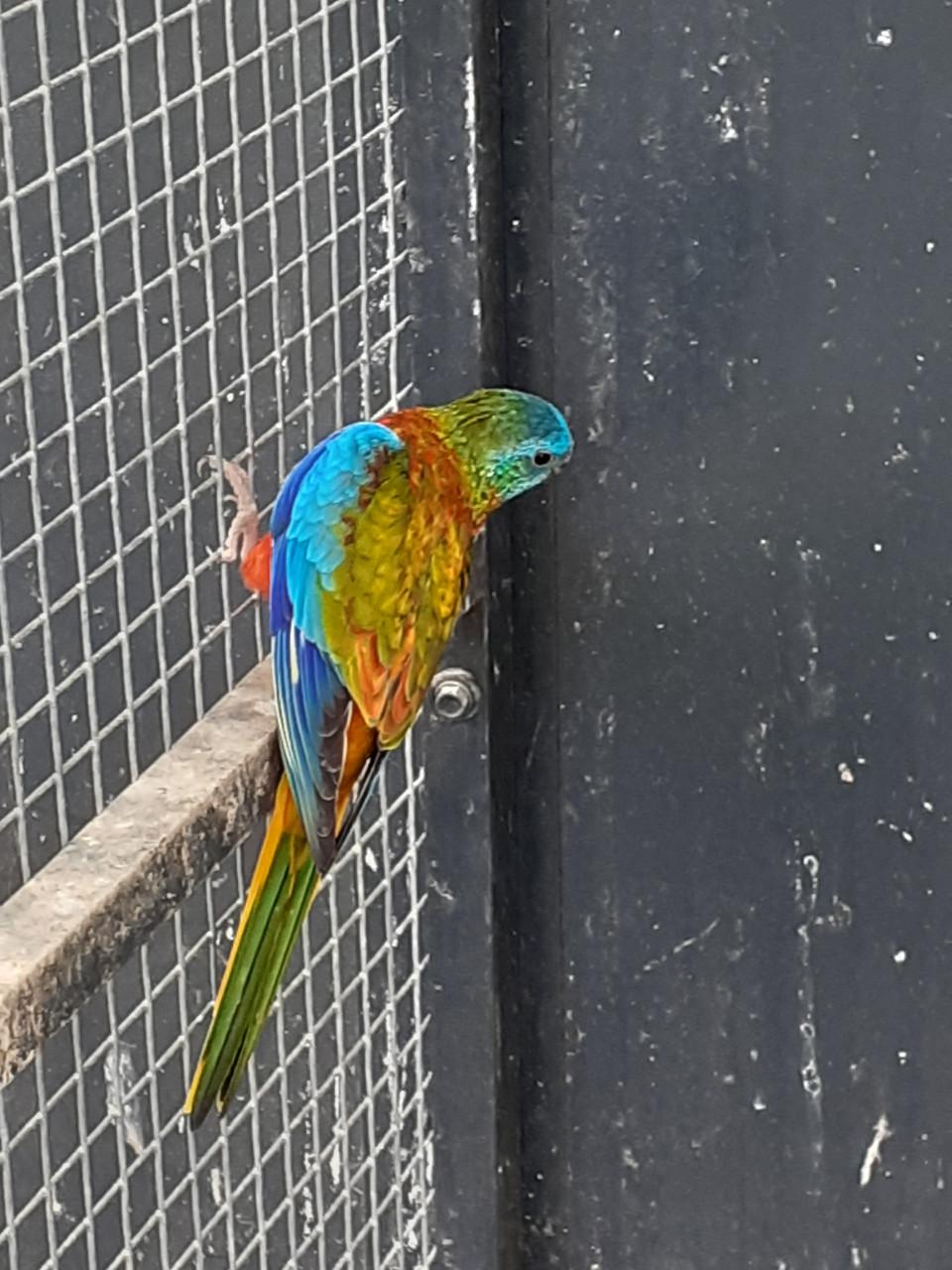 Turquoisineparkieten