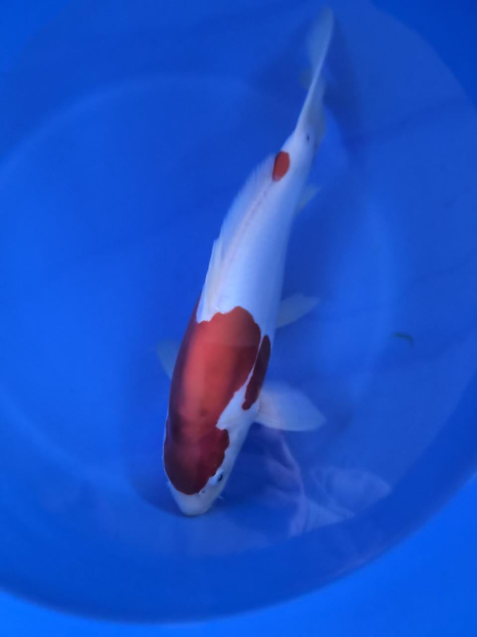 Shinoda doitsu en ginrin koi vissen