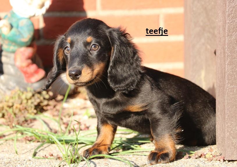 Dwerg Teckel pups