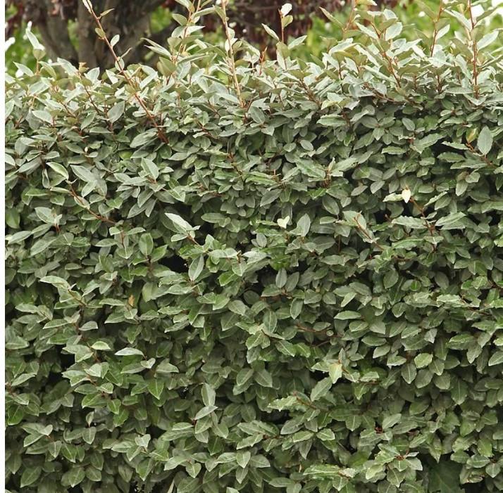 Forse olijfwilg compacta haagplanten