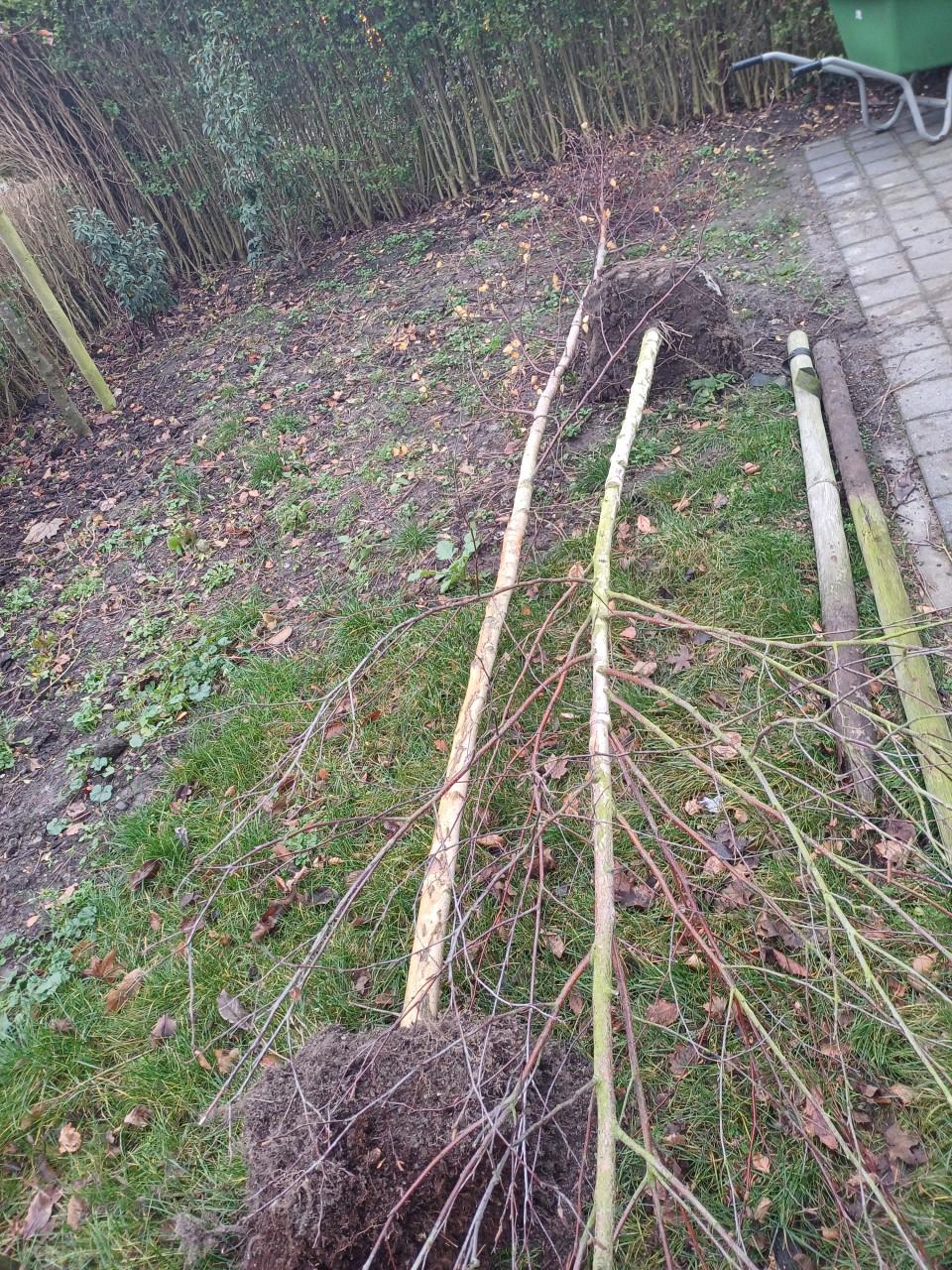 2x Berken boompjes