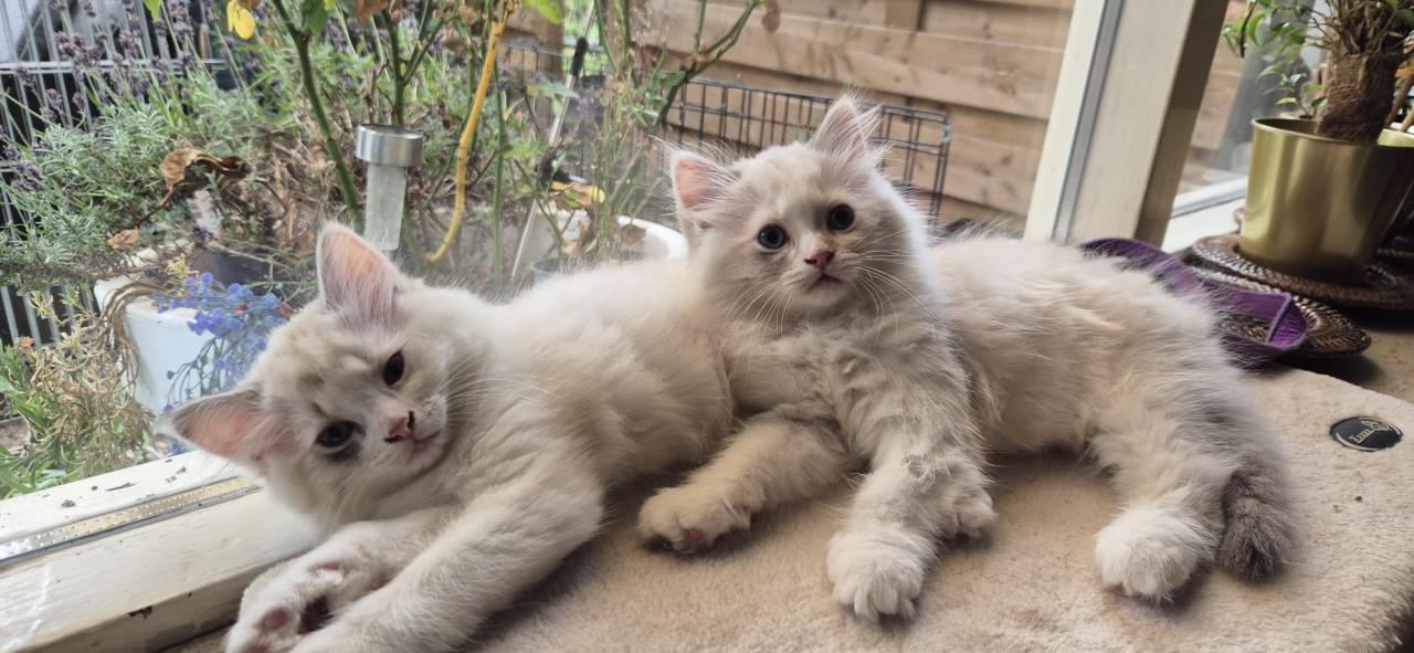 2 ragdoll kittens