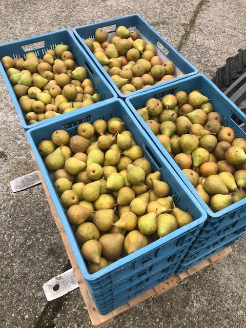 Stoof peren (Gieser Wildeman)
