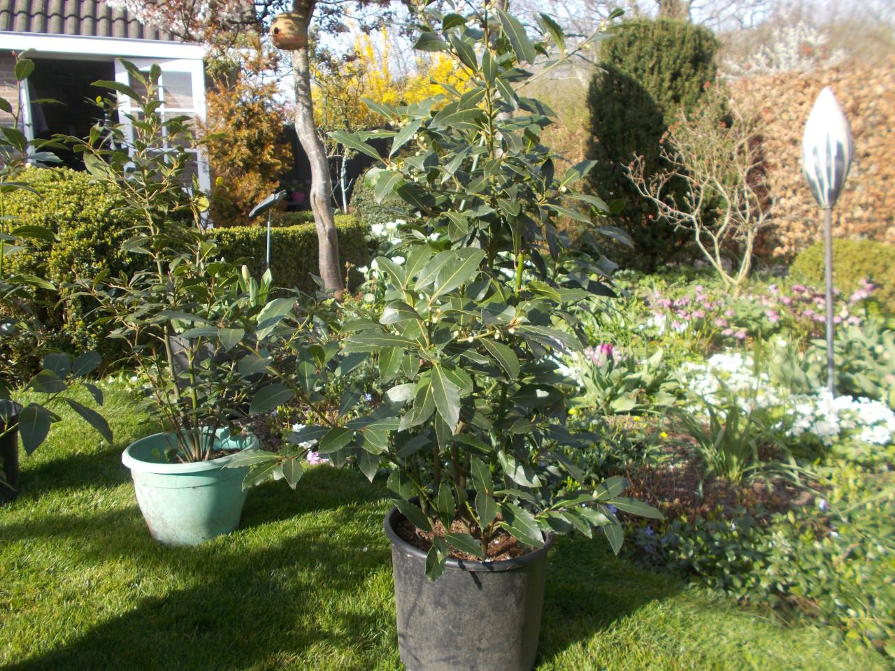 Grote Laurieren 4 stuks in  pot