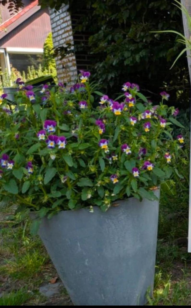 Zaden Driekleurig Viooltje - Viola Tricolor BIO