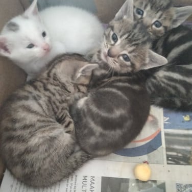 Kittens