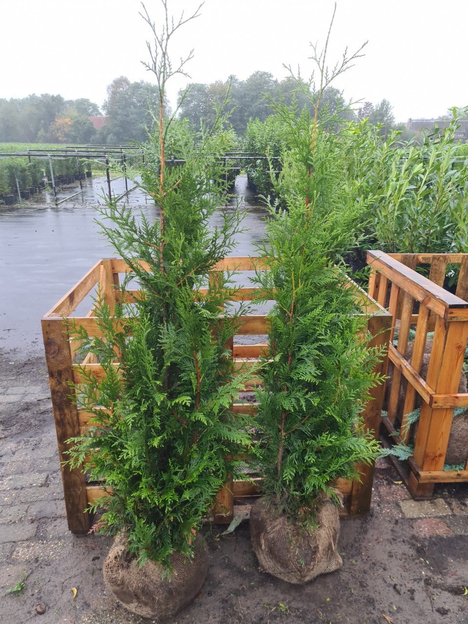 Thuja Plicata Excelsa coniferen in alle maten