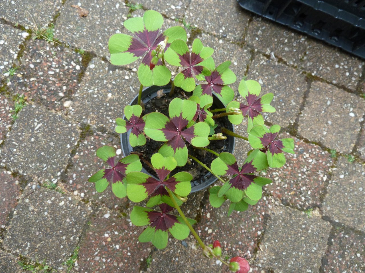 VASTE PLANTEN