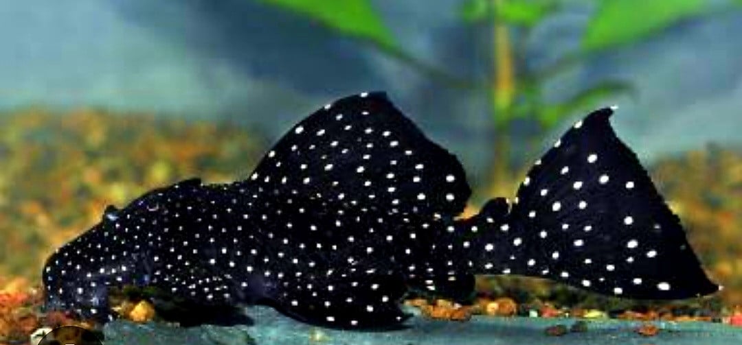 2 schitterende L240 pleco
