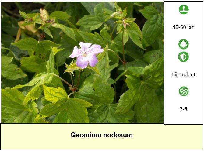 Bezoek ons plantenkraampje voor mooie, gezonde en voordelige tuinplanten.