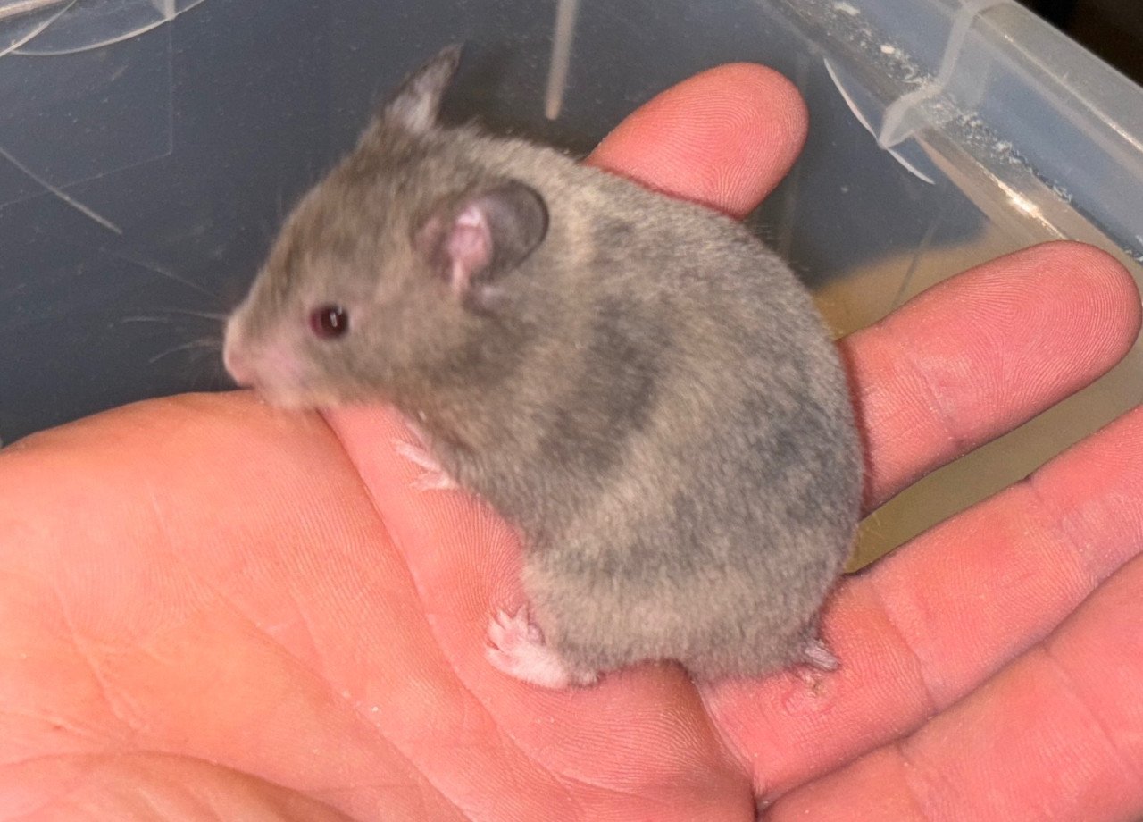Syrische hamster/ goudhamster