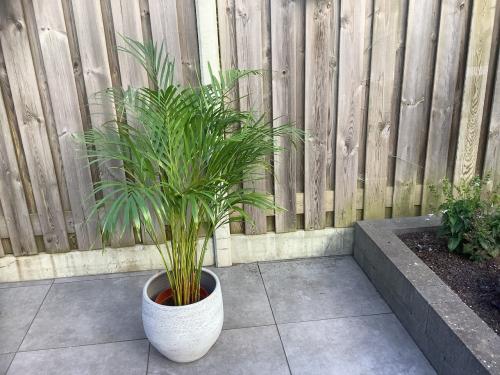 Grote Kamer Palm - H 120 cm