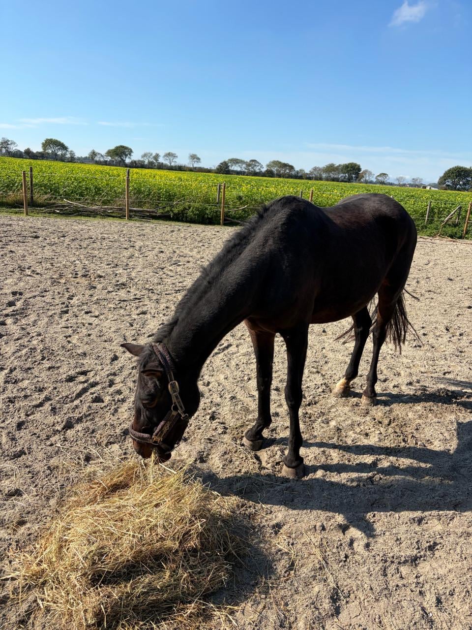 Super lieve D pony merrie
