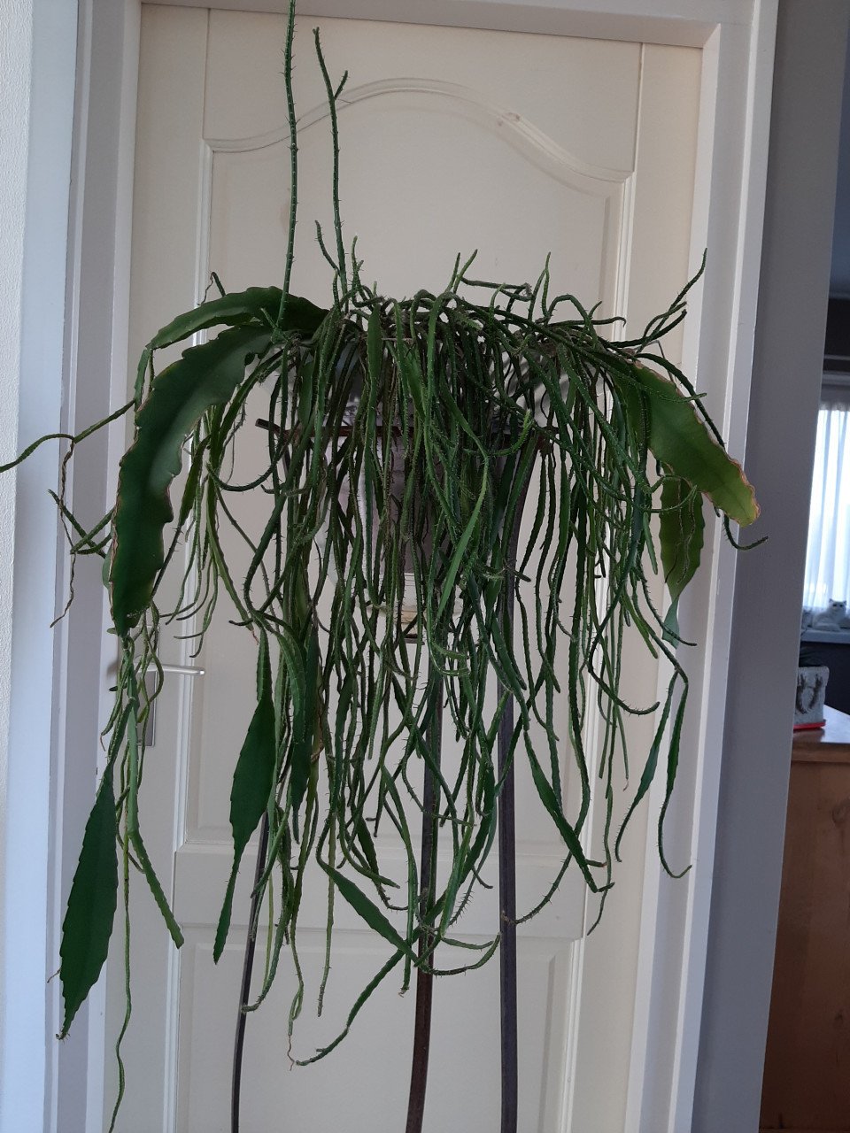 CACTUS OP STANDAARD