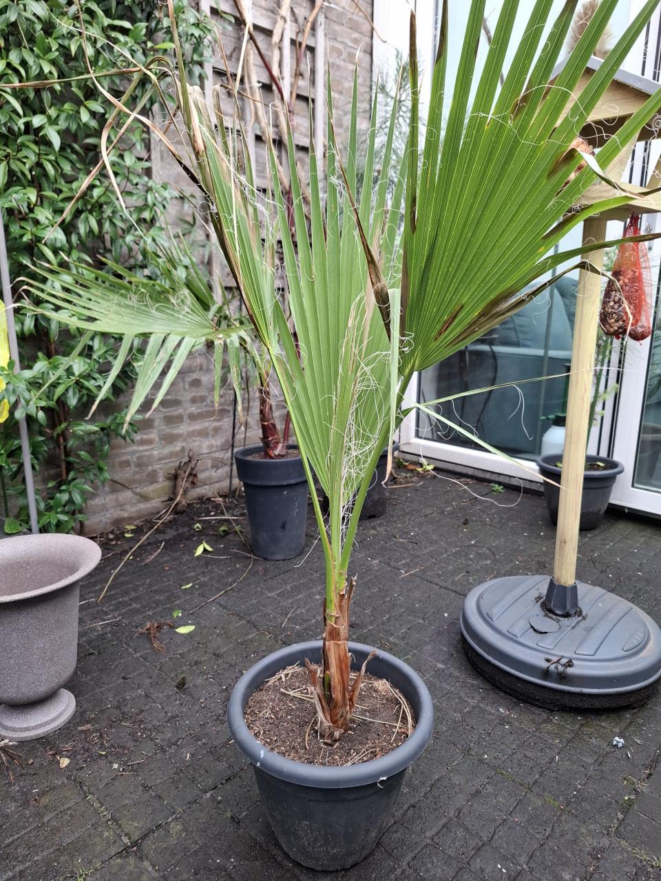 Palm washingtonia Robusta.