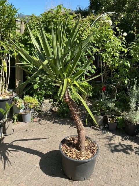 Yucca