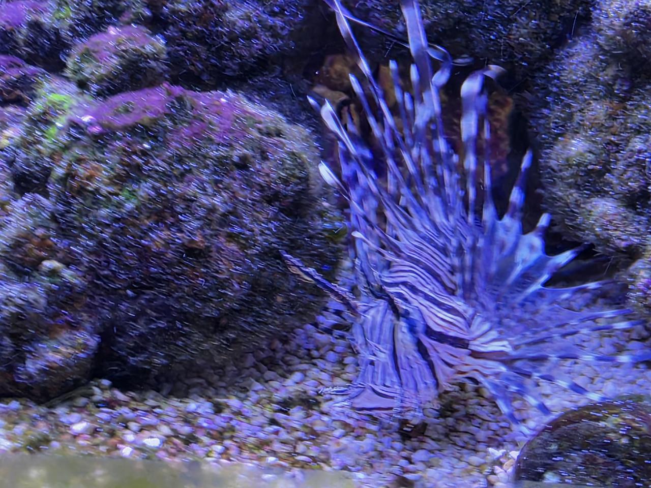 Mooi Zeewateraquarium