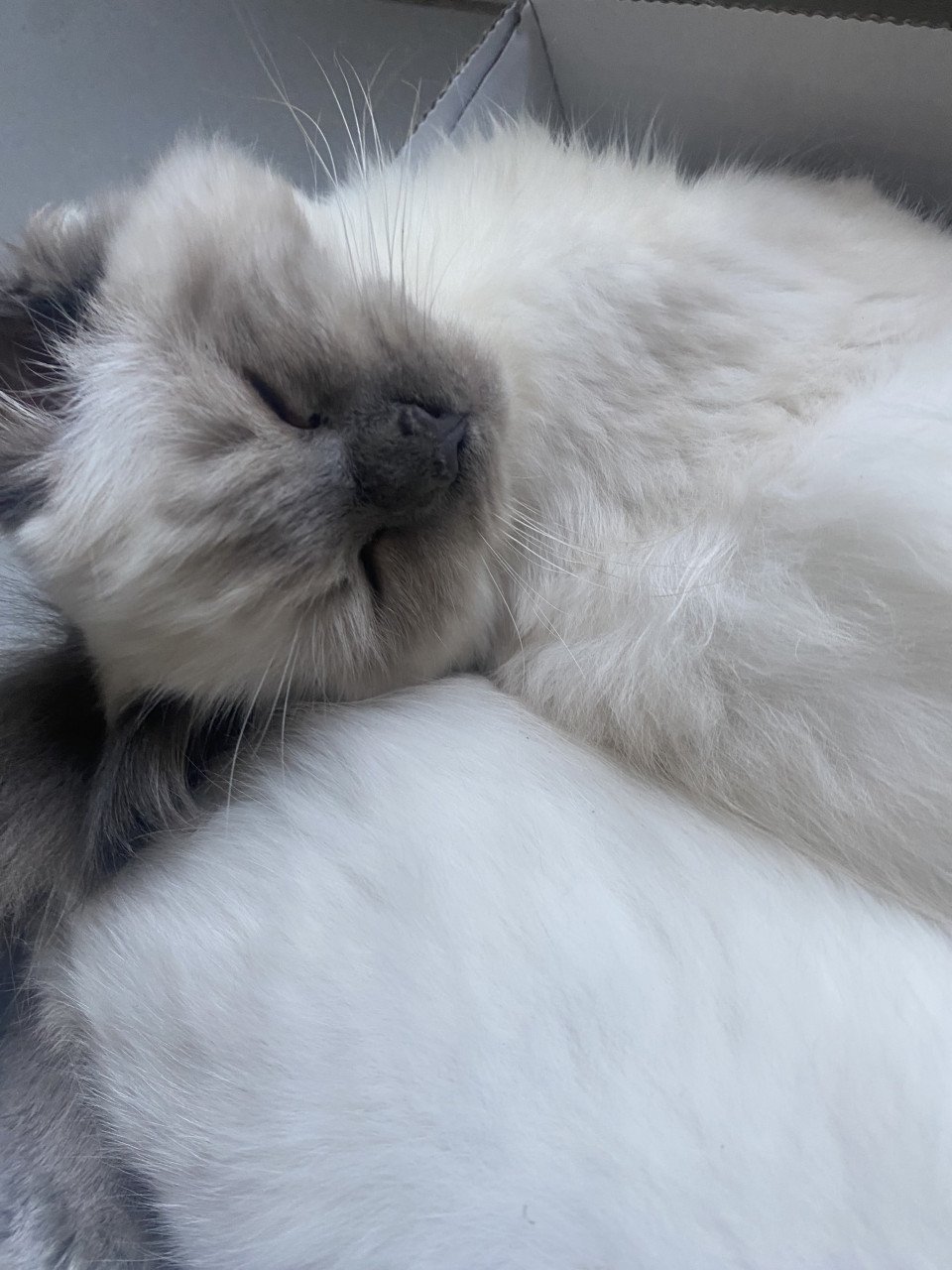 Kittens ragdoll 1 mannetje 1 vrouwtje blue points