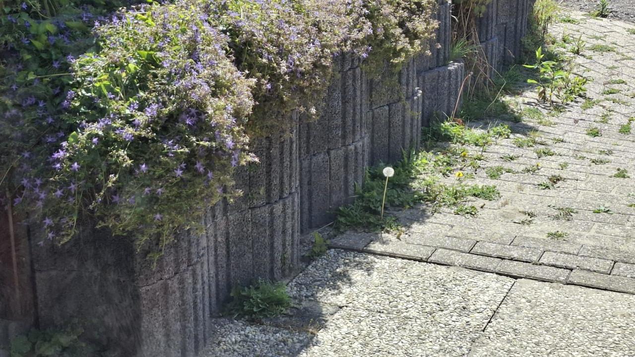 Gratis Maxiflor bloemenbak 132 stuks