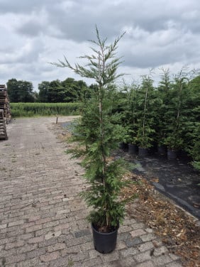 Leylandi haagconiferen in pot, tot 225 cm hoog