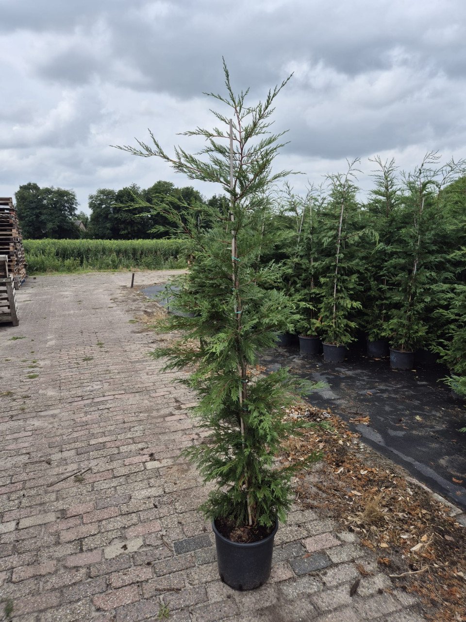 Leylandi haagconiferen in pot, tot 225 cm hoog