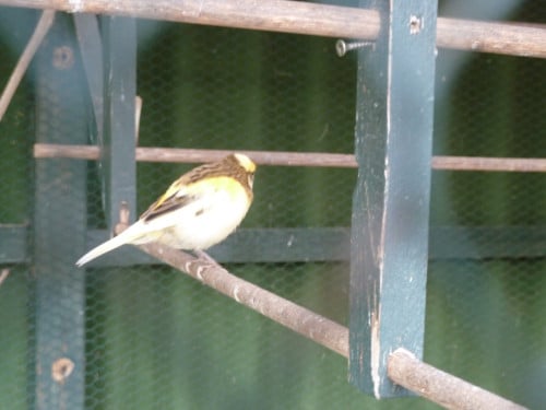 Jonge mankanarie
