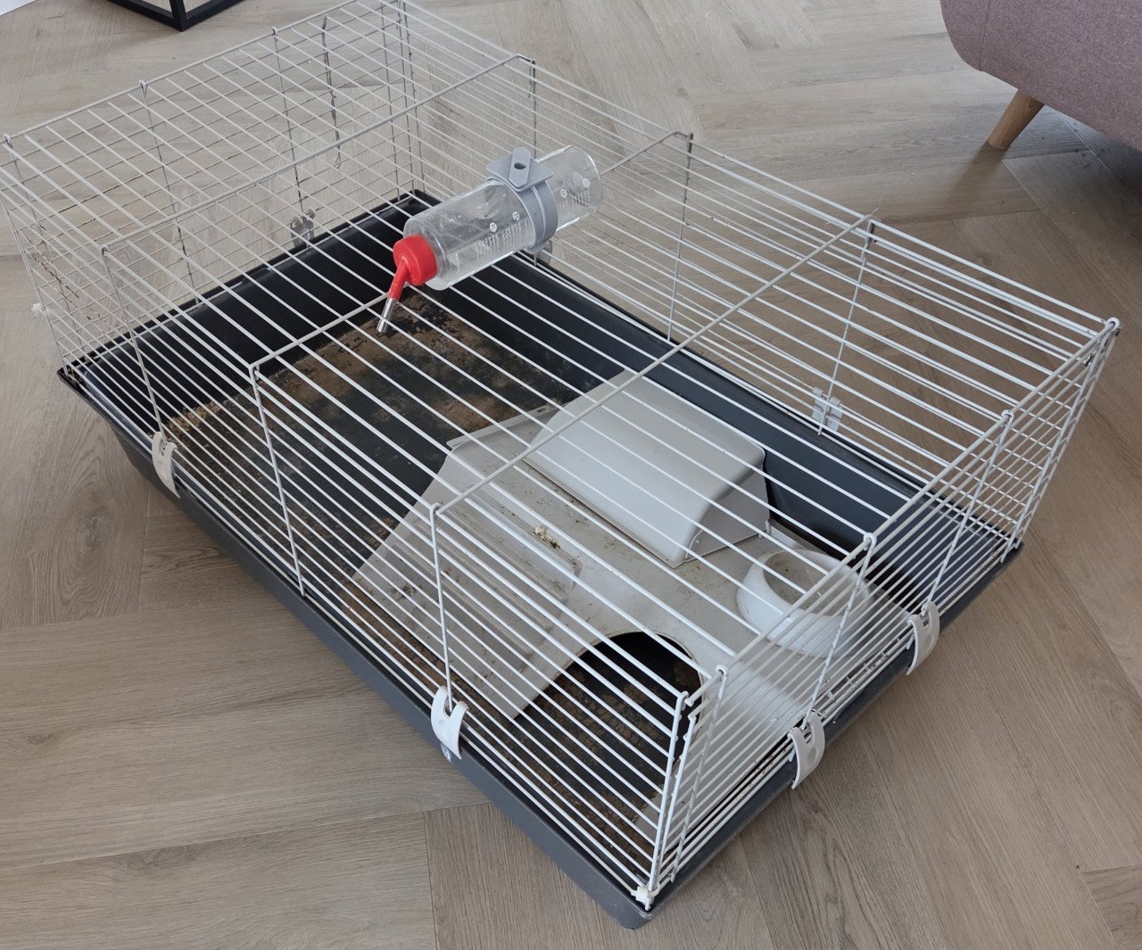 Cavia kooi