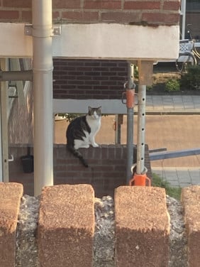 Kater