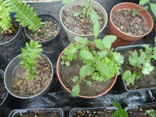VASTE PLANTEN