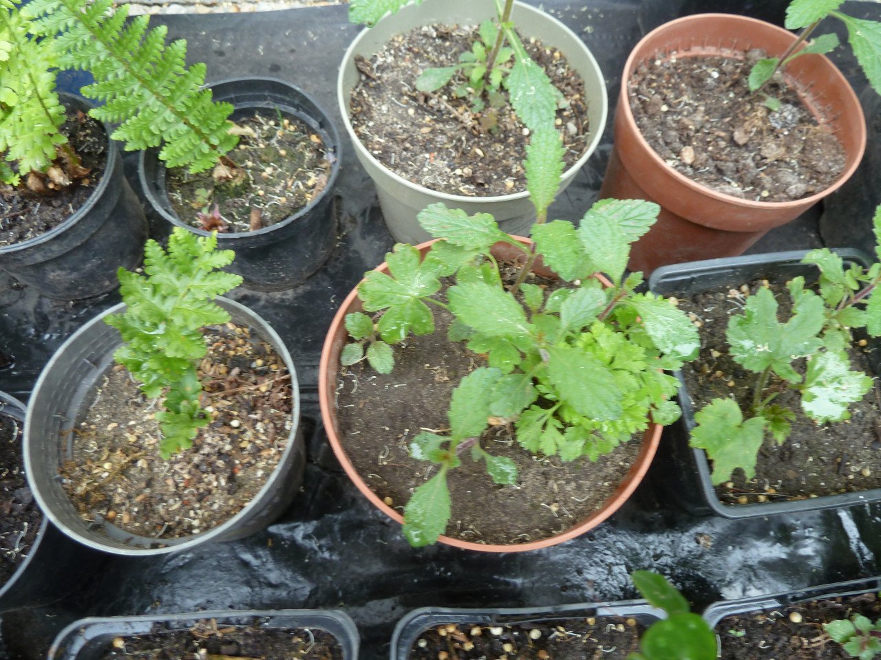 VASTE PLANTEN