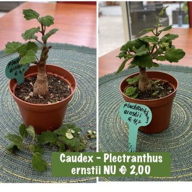 Kamerplanten en vetplanten te koop