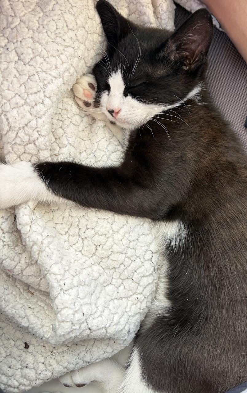 Kittens