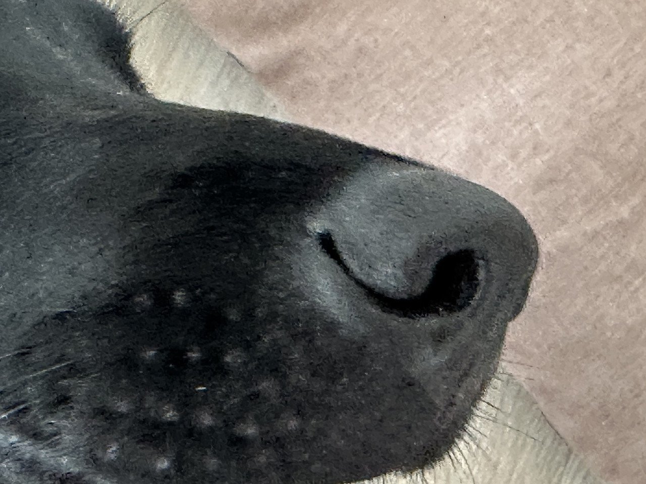 Jubileumlezing NEUSWERK van de hond