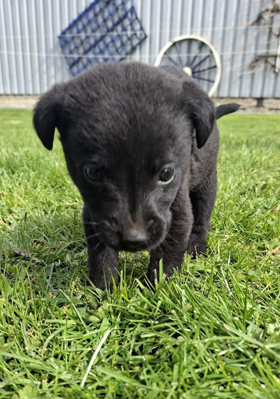 Puppy’s gekruisd met Labrador