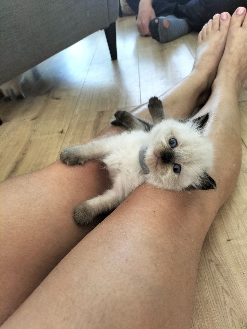Super snoezige ragdoll kittens