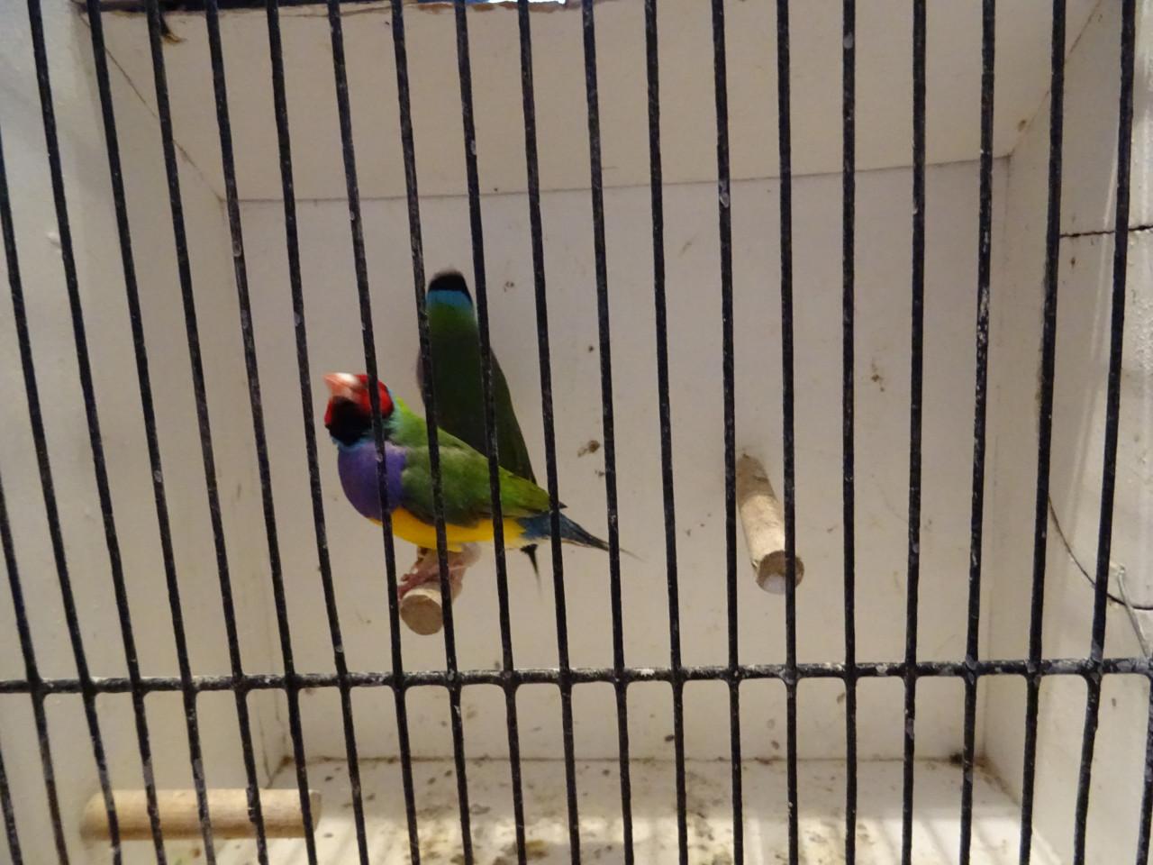 Te koop uit buiten voliere  koppels Gouldamadines onverwant !