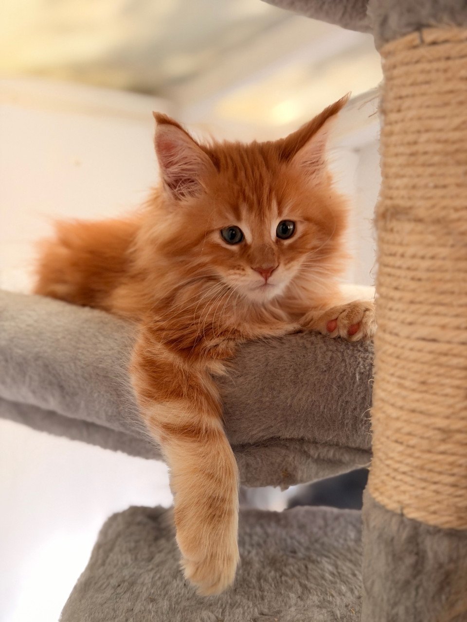 Maine Coon kittens