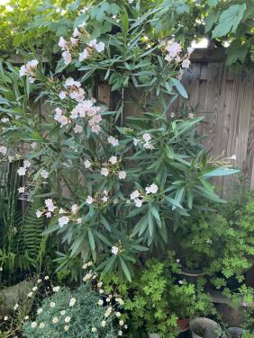 Hele grote Oleander