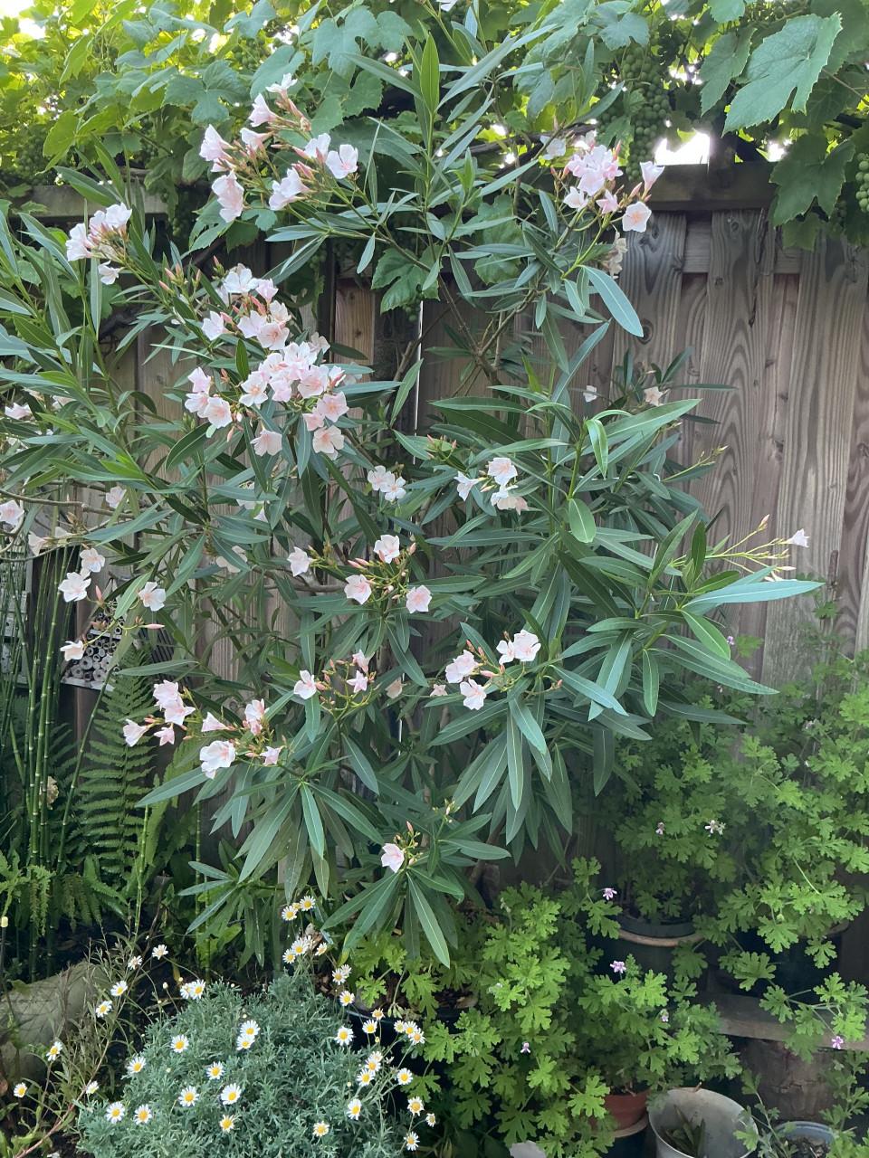 Hele grote Oleander