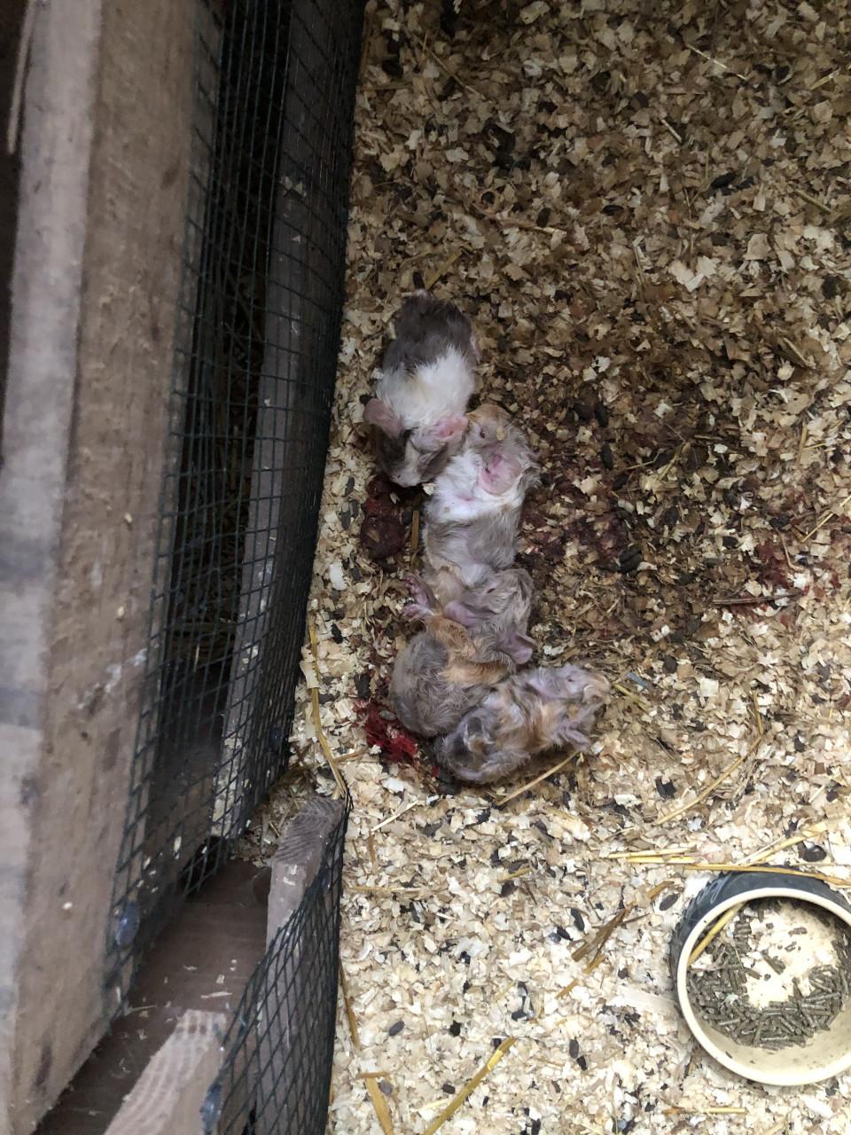 Baby cavia’s in de speciale kleur lavendel!!