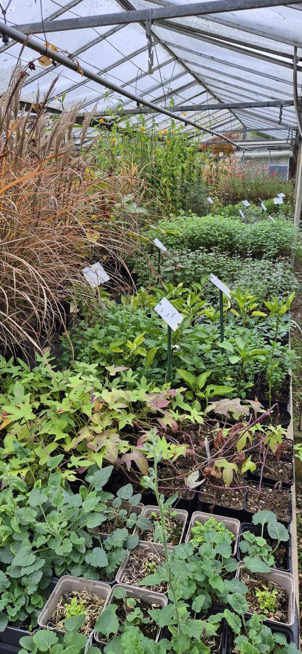 Tuinplanten verantwoord gekweekt