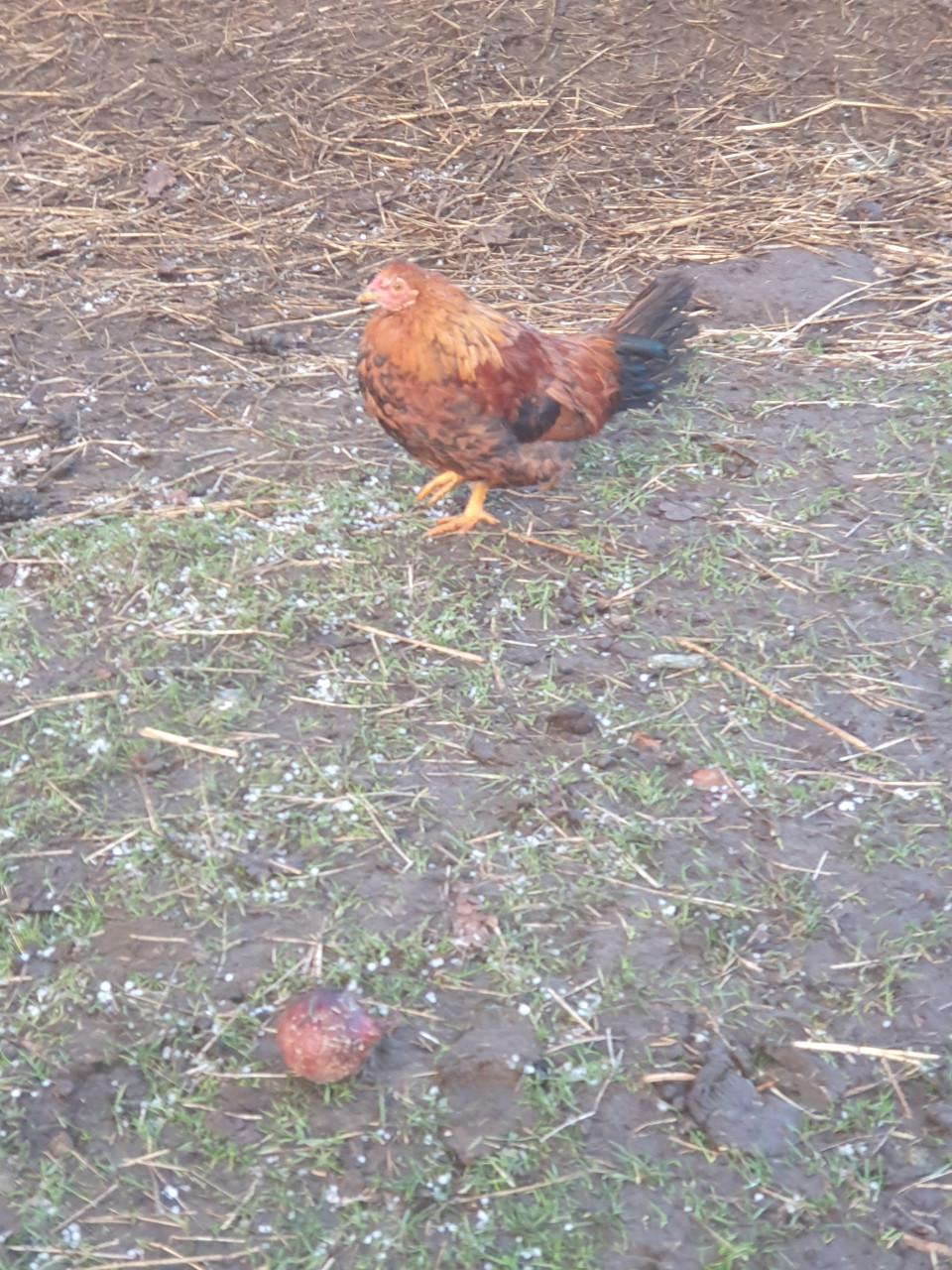 Jonge kippen aan de leg