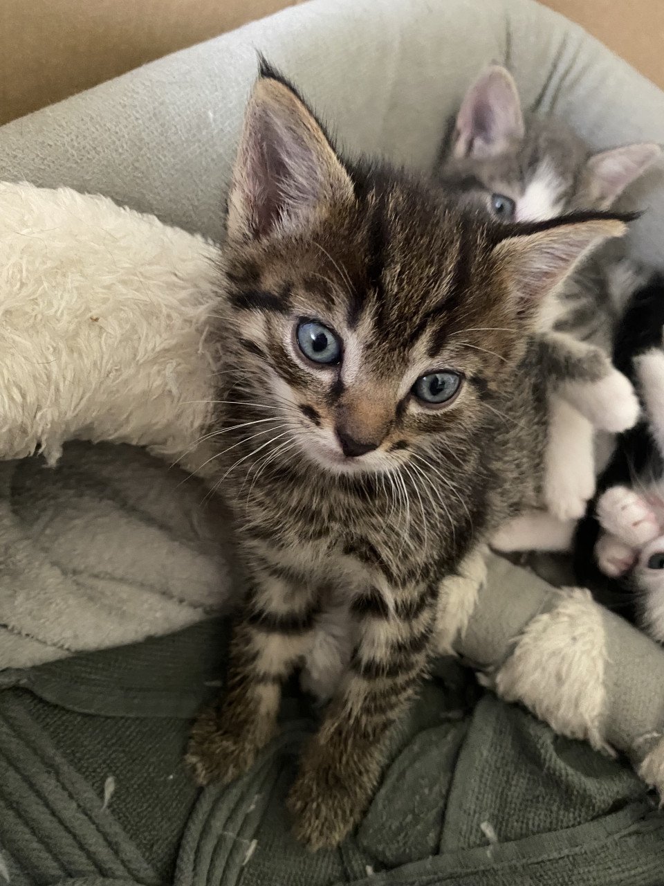 3 kittens