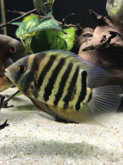 Aquarium vissen