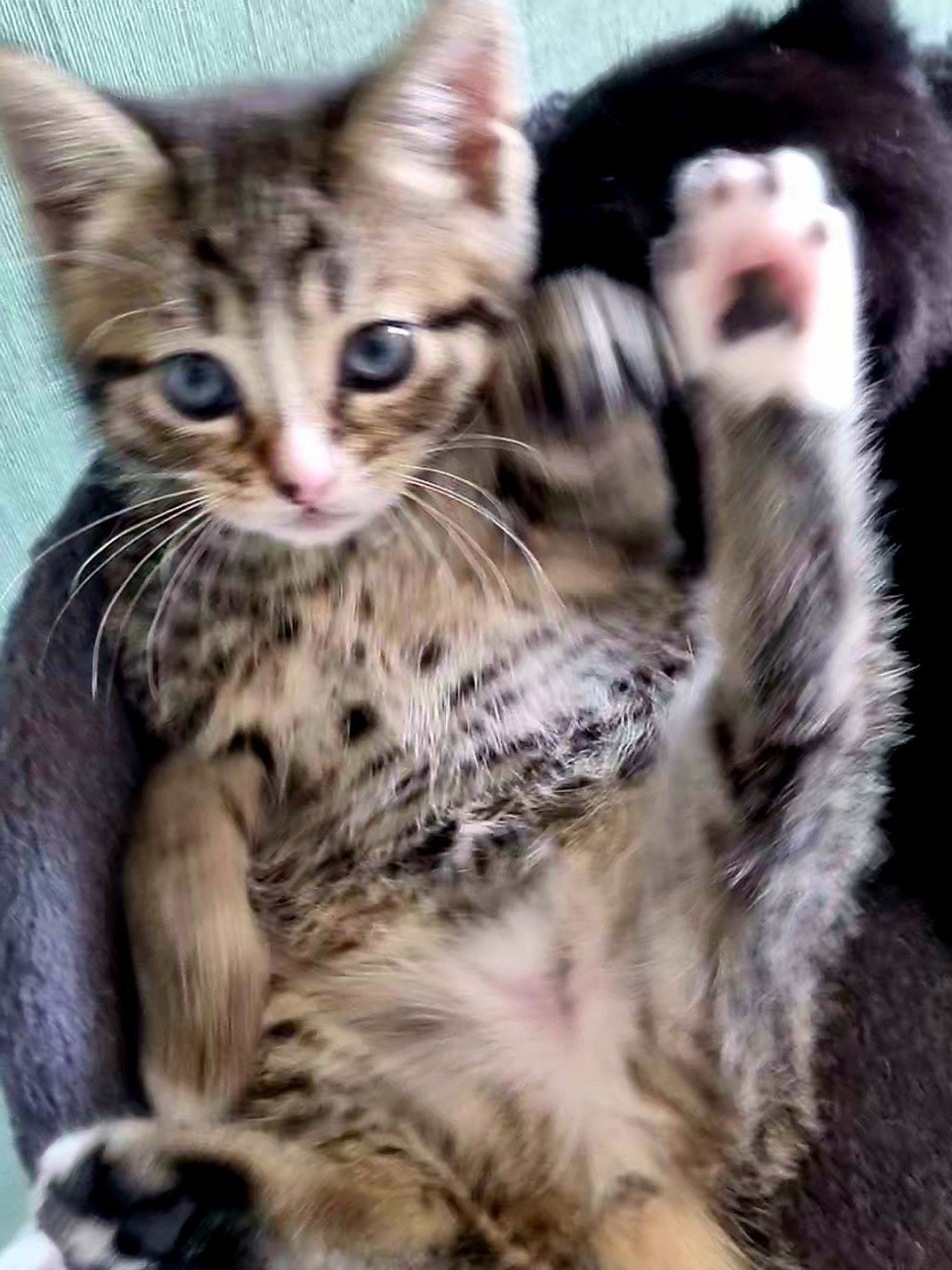Zie jij die lieve tijger in mij (kitten)