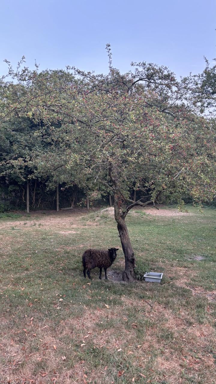 3 Ouessant ooien schapen