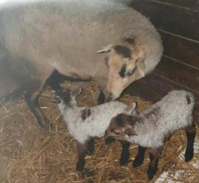 Schaap schapen stellen stel lam lammeren lammetjes