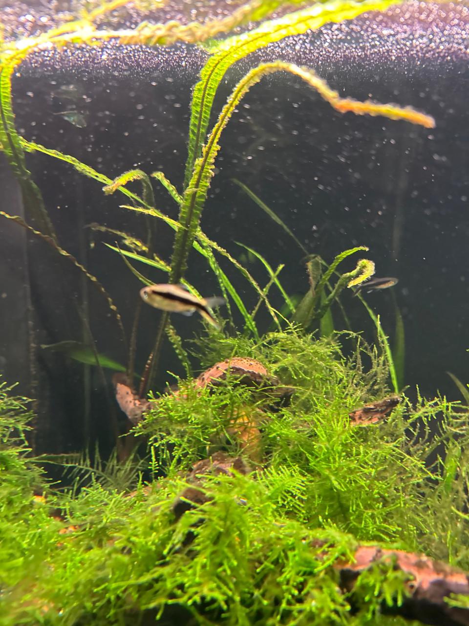 Aquariumvissen